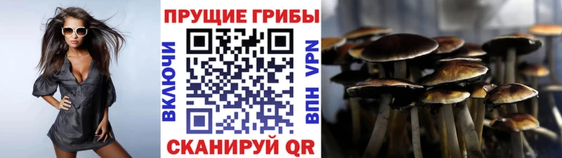 Псилоцибиновые грибы Psilocybe  кракен рабочий сайт  Балей 